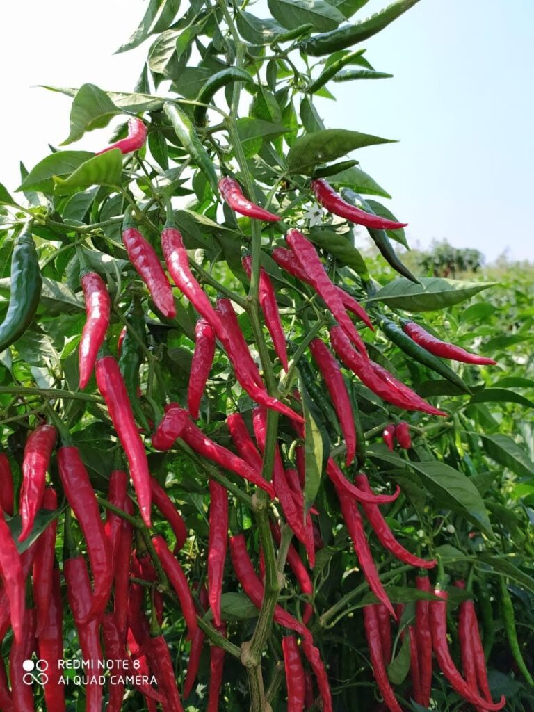 whatsapp image 2026 03 10 at 8.35.08 pm