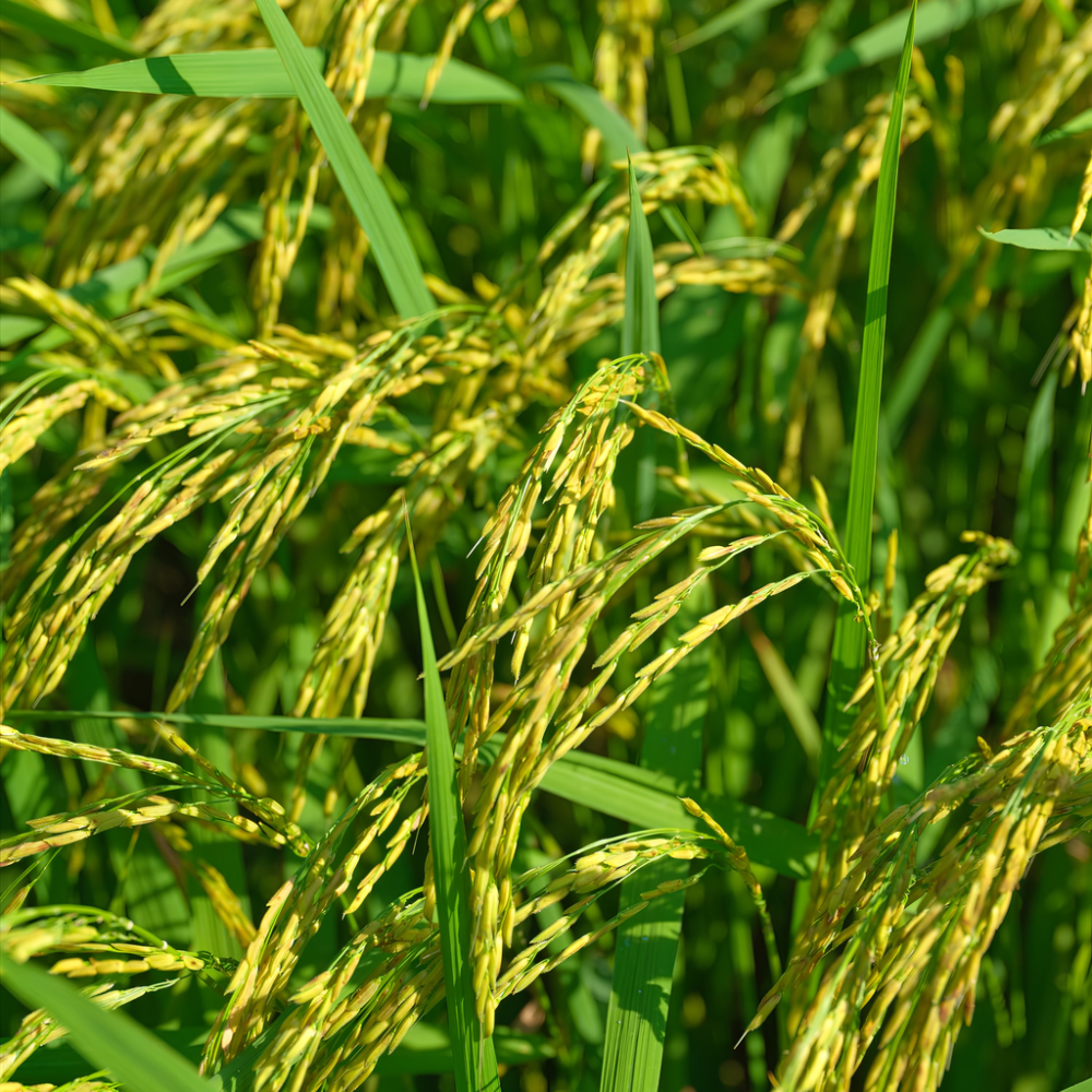 6706a1ba 862f 4188 b1cd 9a65e9db36b2