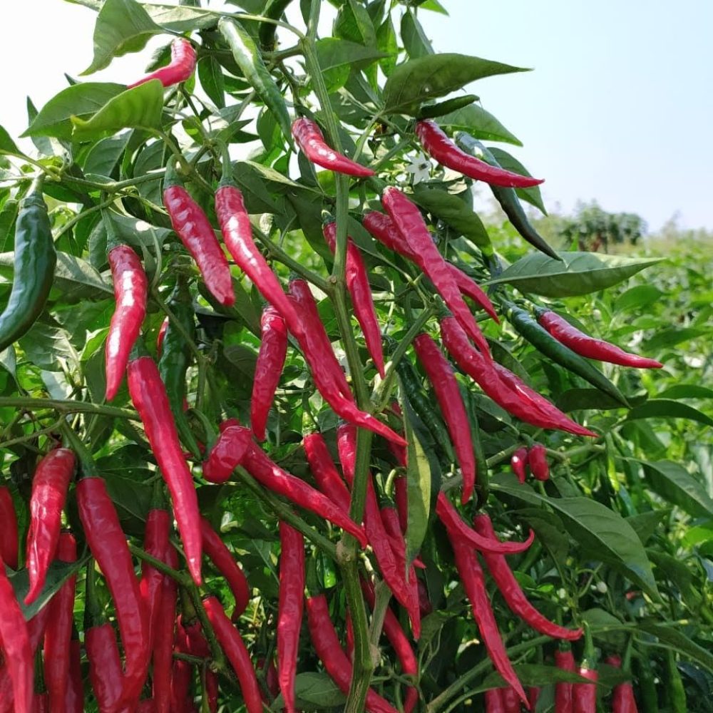 whatsapp image 2026 03 10 at 8.35.08 pm